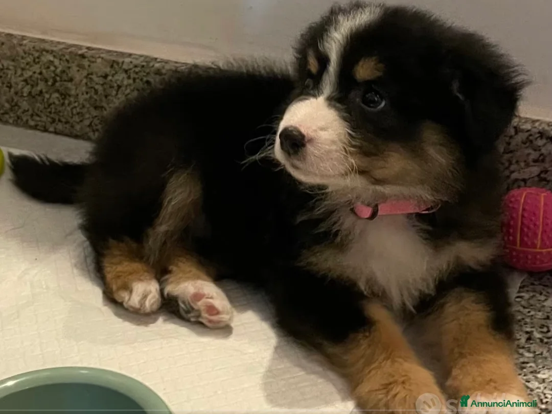 Border Collie cani in vendita: Cucciola border collie - Annuncio 2