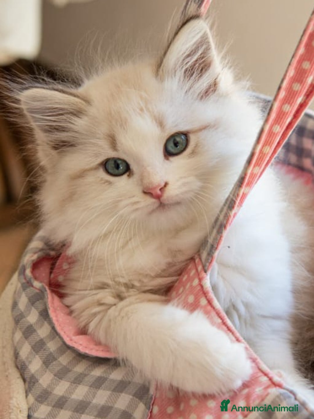 Siberiano gatti in vendita: Gatto siberiano - Annuncio 2