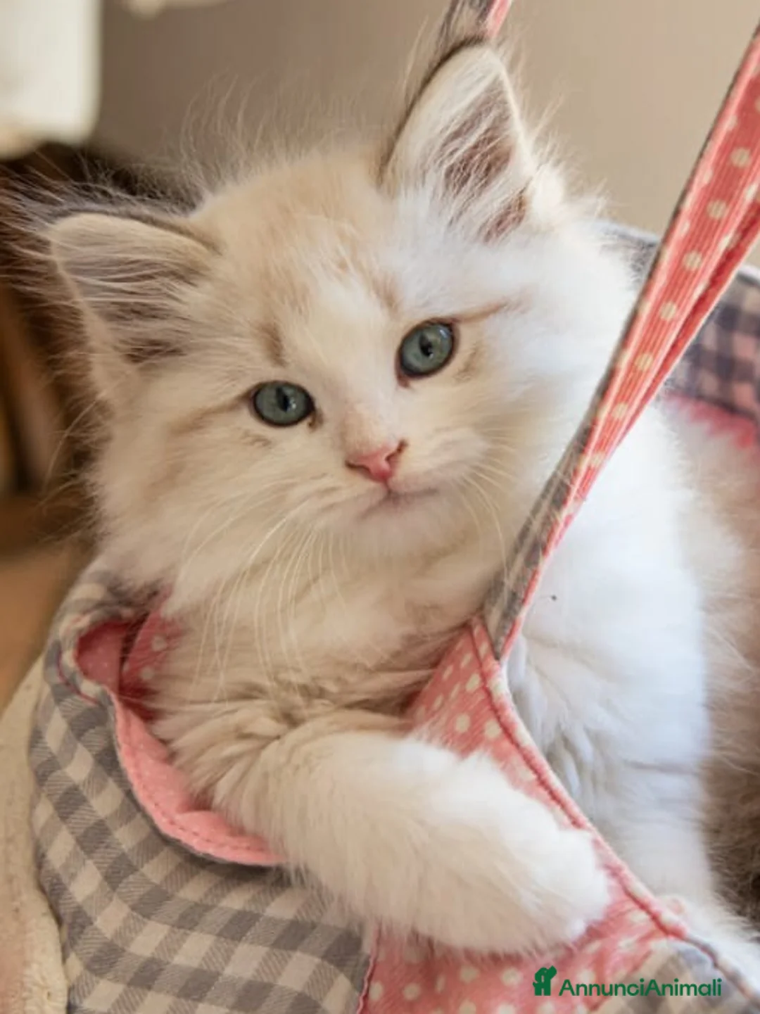 Meticcio gatti in vendita: Gatto siberiano - Annuncio 2