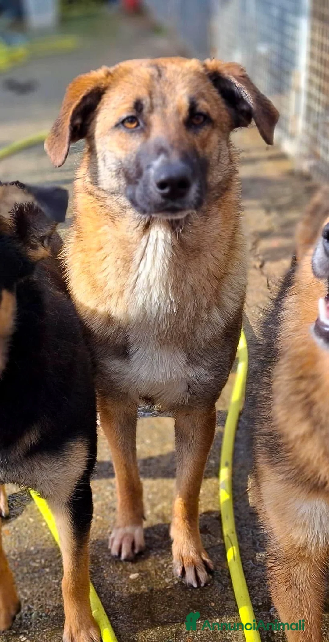 Meticcio cani in regalo: BEA 🩷 - gettata nell’immondizia appena nata 😢 - Annuncio 4
