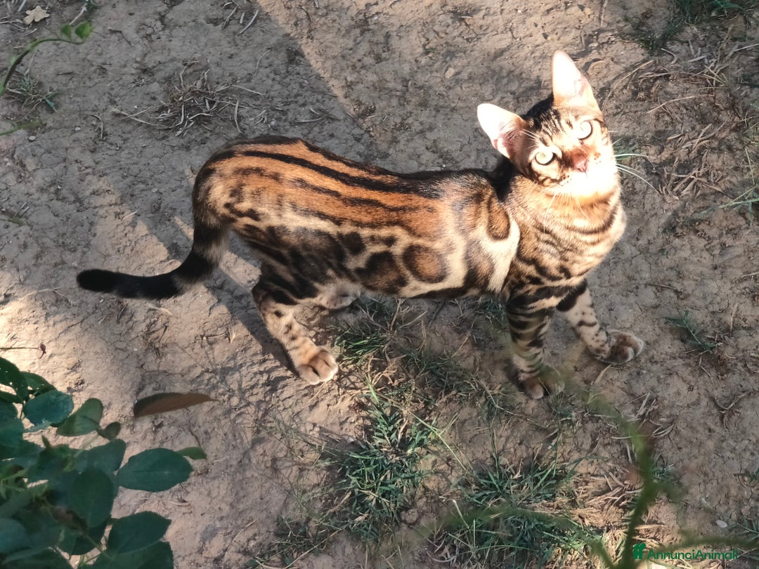 Bengala gatti in vendita: Bellissimo gattino Bengala  - Annuncio 5