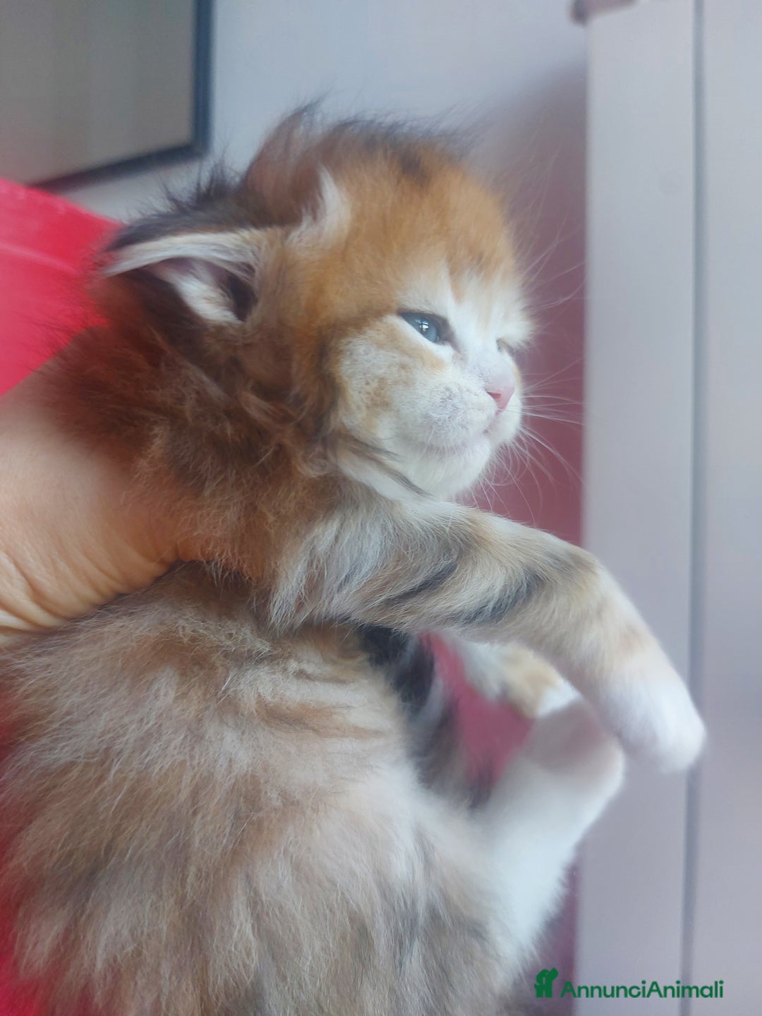 Siberiano gatti in vendita: Cuccioli di gatto Siberiano Certificati  - Annuncio 9