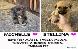 Altre razze cani in regalo: michelle e stellina a Provincia di Bergamo - Immagine 1
