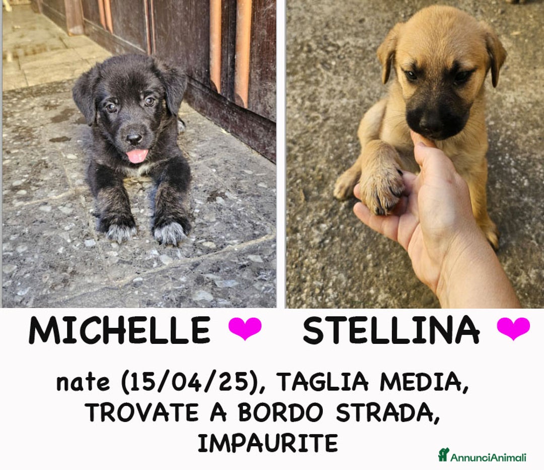 Altre razze cani in regalo: michelle e stellina a Provincia di Bergamo - Immagine 1