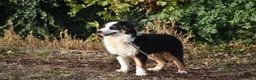 Australian Shepherd cani in vendita: cucciolotti pastore australiano - australian  - Annuncio 17
