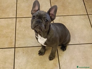 Bulldog Francese cani Bulldog francesi esotiche - Annuncio 1