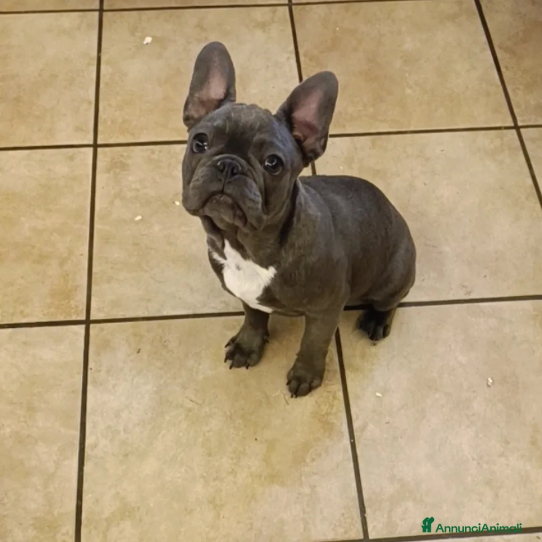 Bulldog Francese cani in vendita: Bulldog francesi esotiche - Annuncio 1