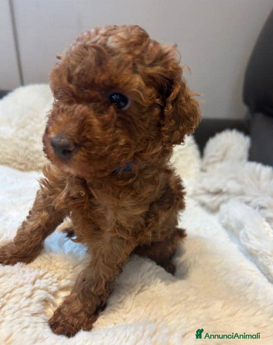 Barboncino Toy cani in vendita: Cuccioli di barboncino toy rossi - Annuncio 3