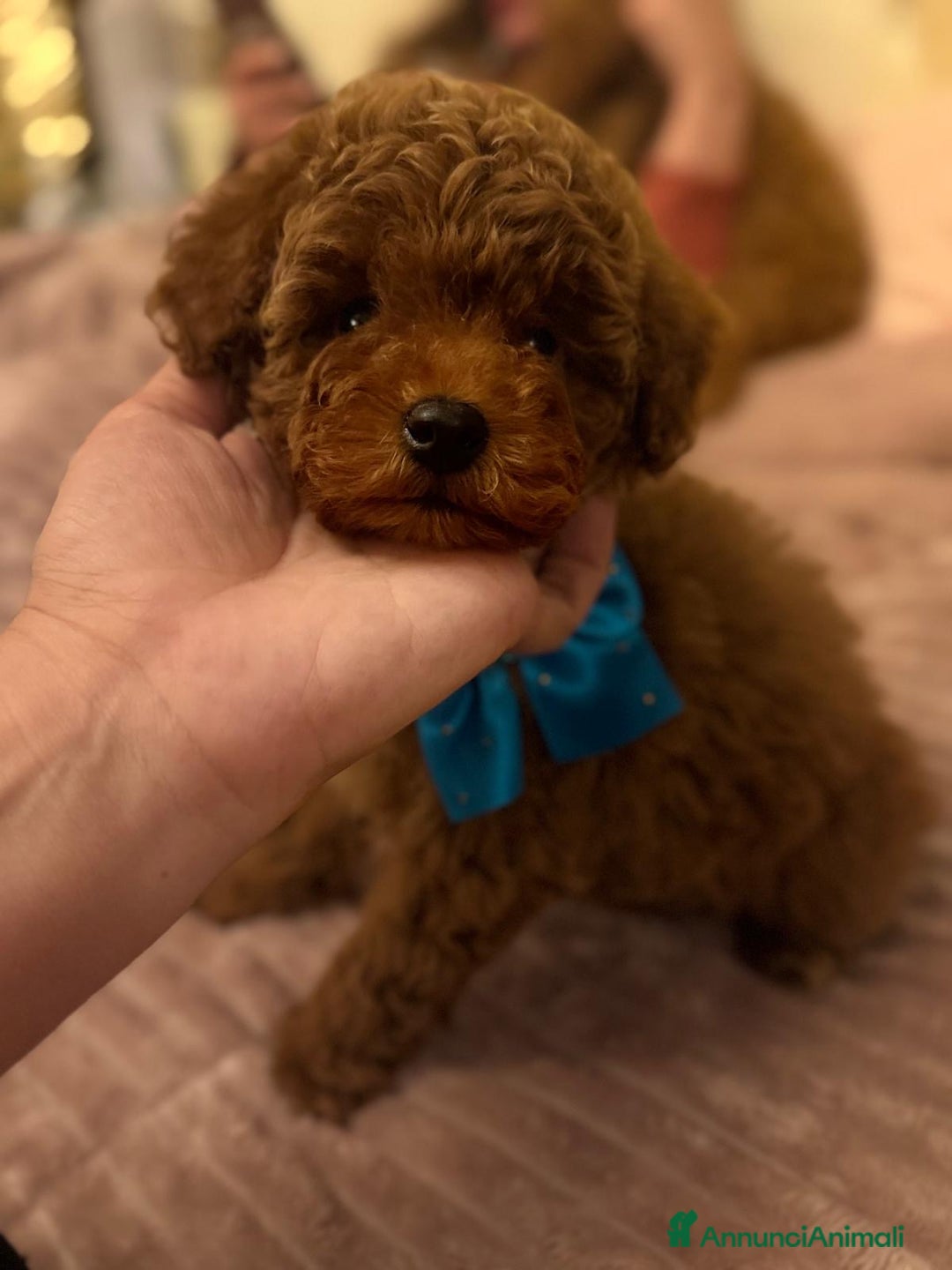 Barboncino Toy cani in vendita: Barboncino Toy  - Annuncio 1