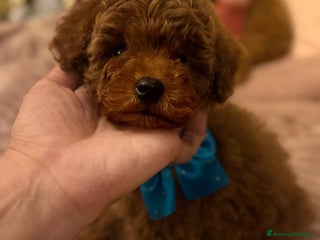 Barboncino Toy cani Barboncino Toy - Annuncio 36