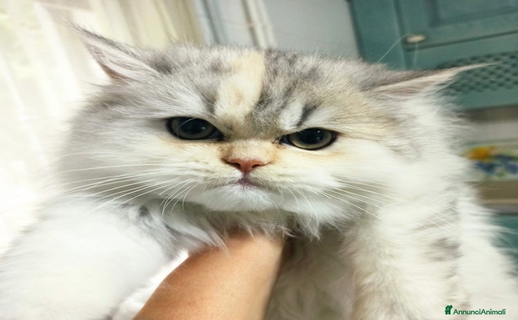 Persiano gatti a Provincia di Reggio Emilia - Annuncio 8