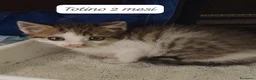 Altre razze gatti in regalo: Tanti gattini desiderosi di trovare famiglia  a Provincia di Bergamo - Annuncio 10