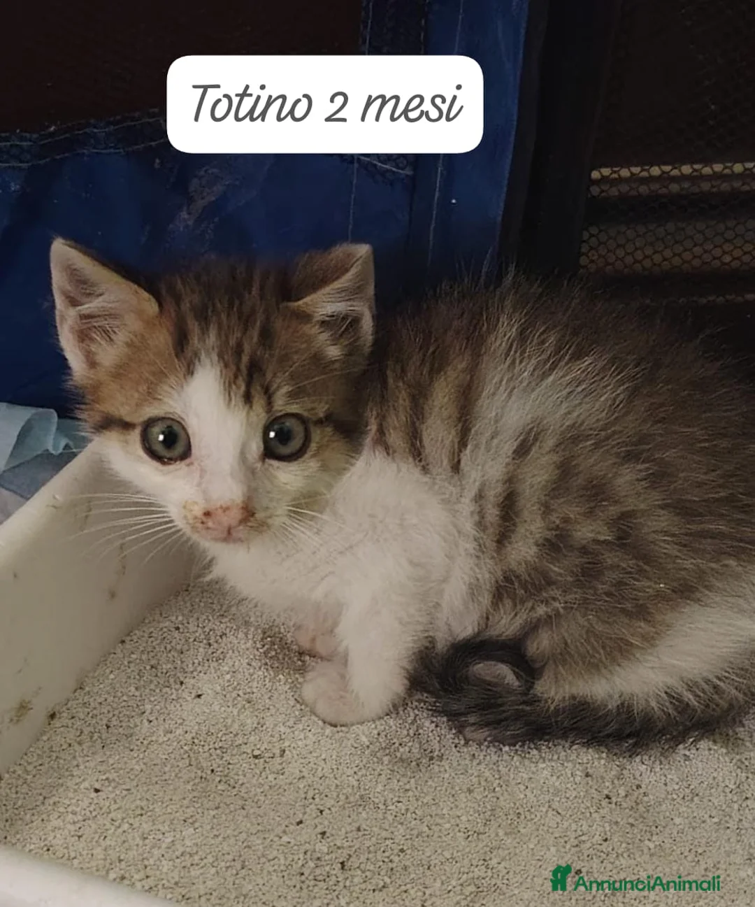 Altre razze gatti in regalo: Tanti gattini desiderosi di trovare famiglia  a Provincia di Bergamo - Annuncio 10