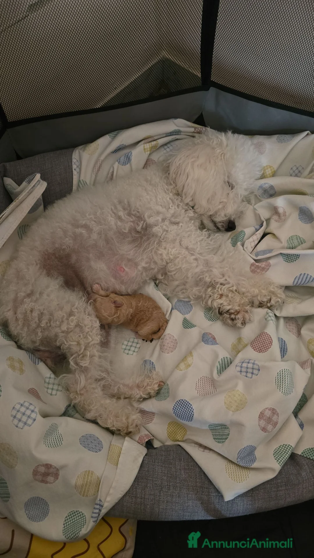 Meticcio cani in vendita: Barboncino toy - Annuncio 5