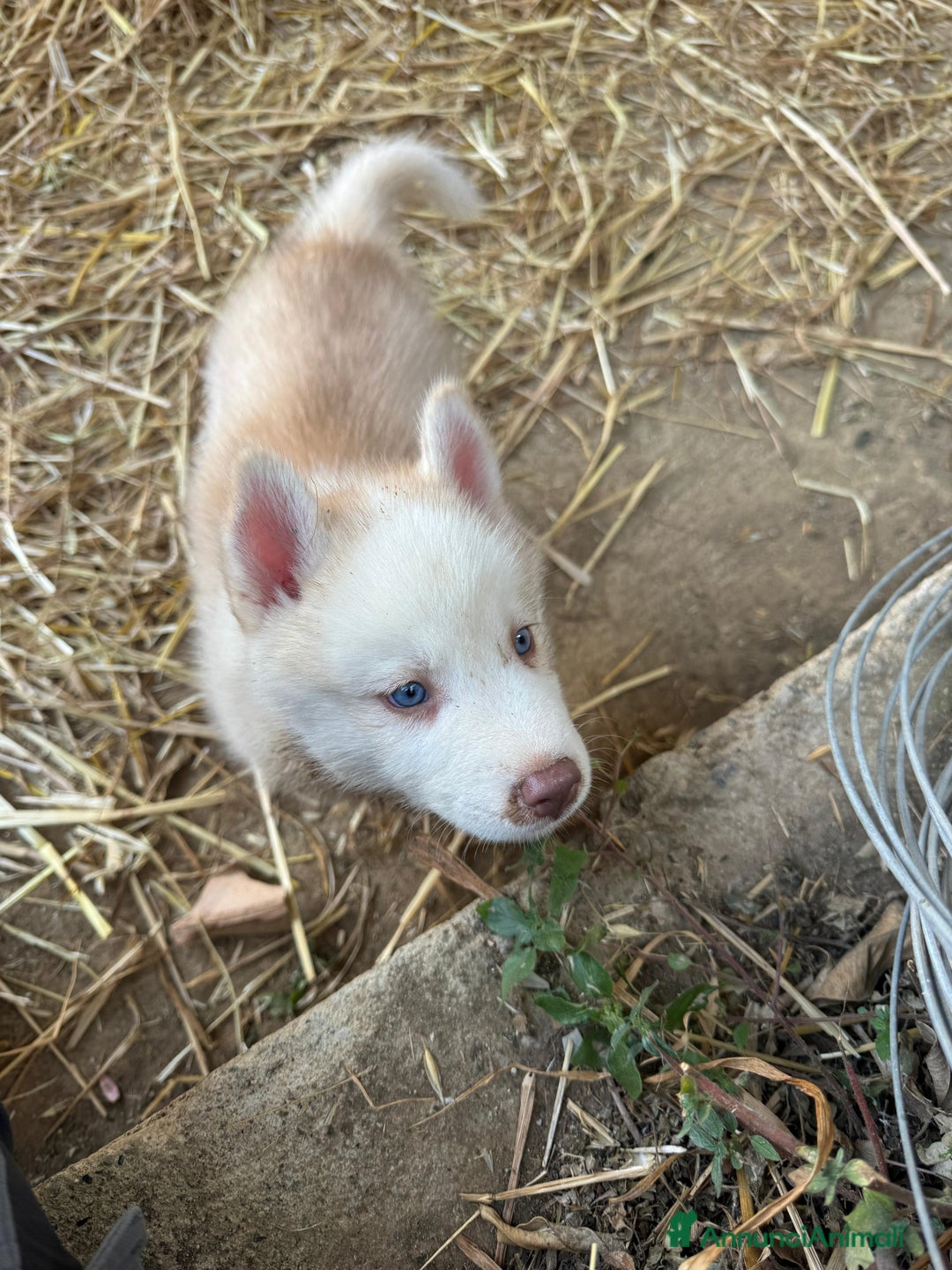 Husky cani in vendita: Husky Siberian  a Provincia di Cosenza - Immagine 3
