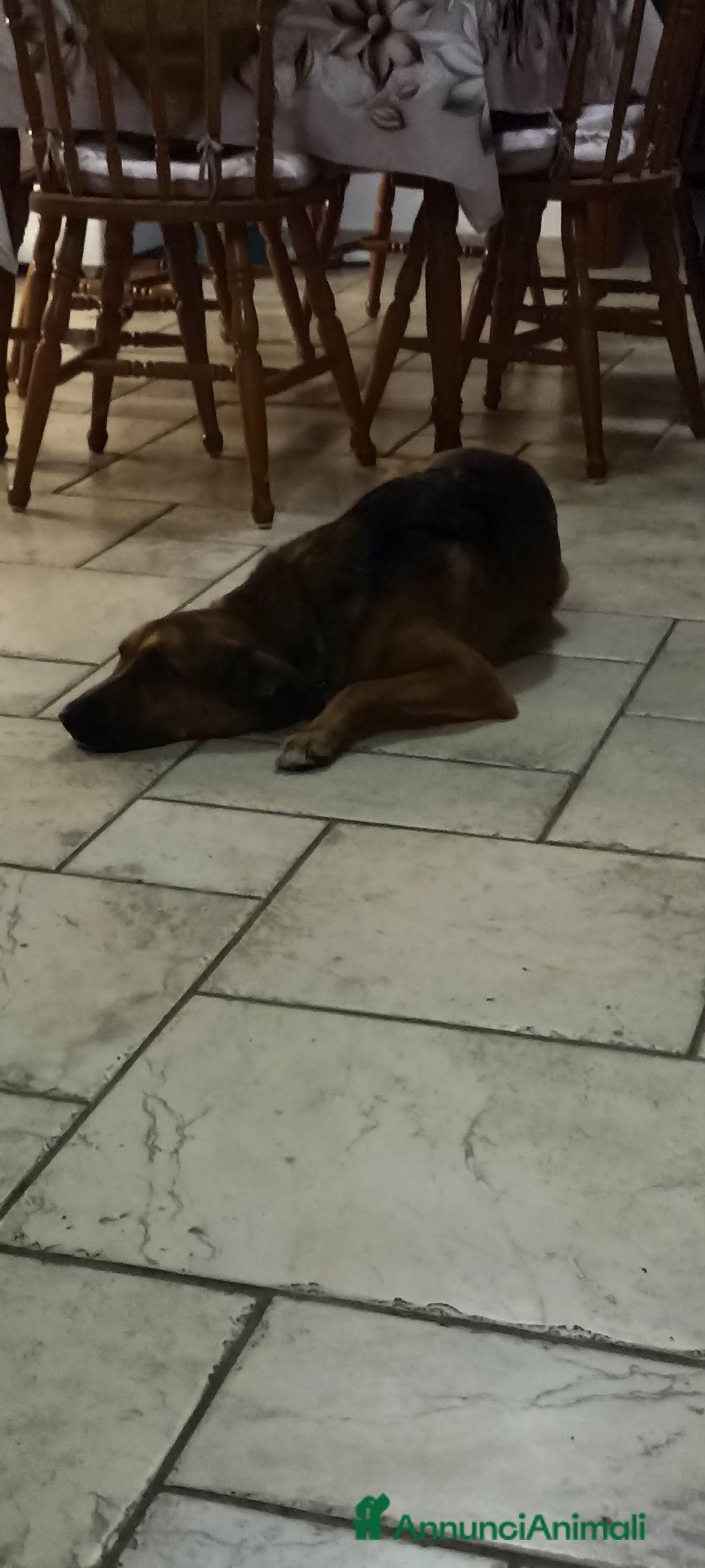 Meticcio cani in regalo: Cane miticcio - Annuncio 2