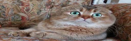 Scottish gatti in vendita: Gattini Scottish Straight e Fold - Annuncio 1