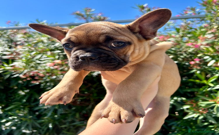 Bulldog Francese cani a Città metropolitana di Catania - Annuncio 8
