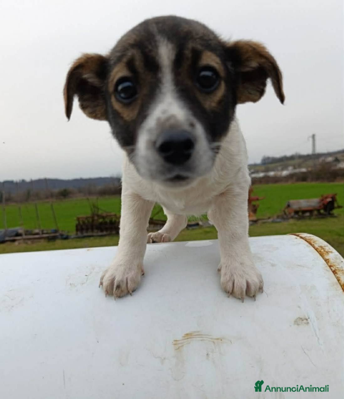 Meticcio cani 4 vivacissime cucciole TAGLIA PICCOLA!! - Annuncio 33