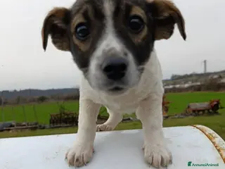 Meticcio cani 4 vivacissime cucciole TAGLIA PICCOLA!! - Annuncio 40