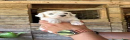 Setter Inglese cani in vendita: Cuccioli setter inglese  - Annuncio 7