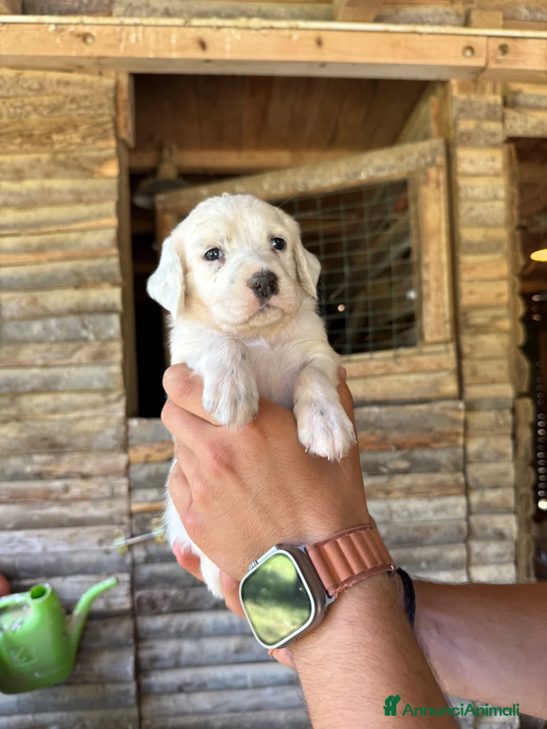 Setter Inglese cani in vendita: Cuccioli setter inglese  - Annuncio 7