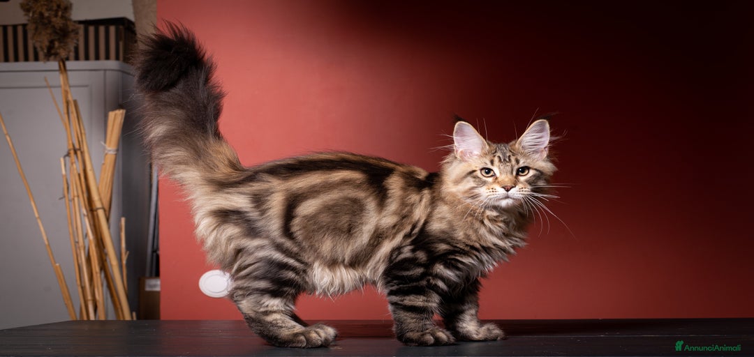 Immagine della galleria {{count}}