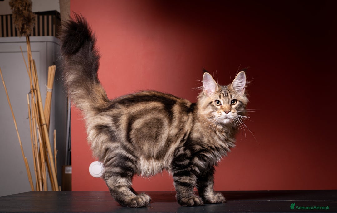 Immagine della galleria {{count}}