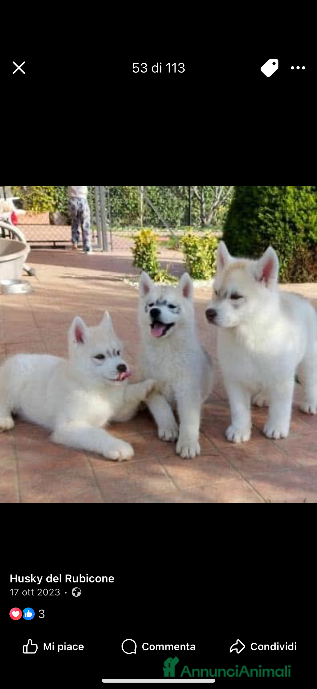 Husky cani per accoppiamento: Husky Siberiano con pedigree cerca fidanzata - Annuncio 10