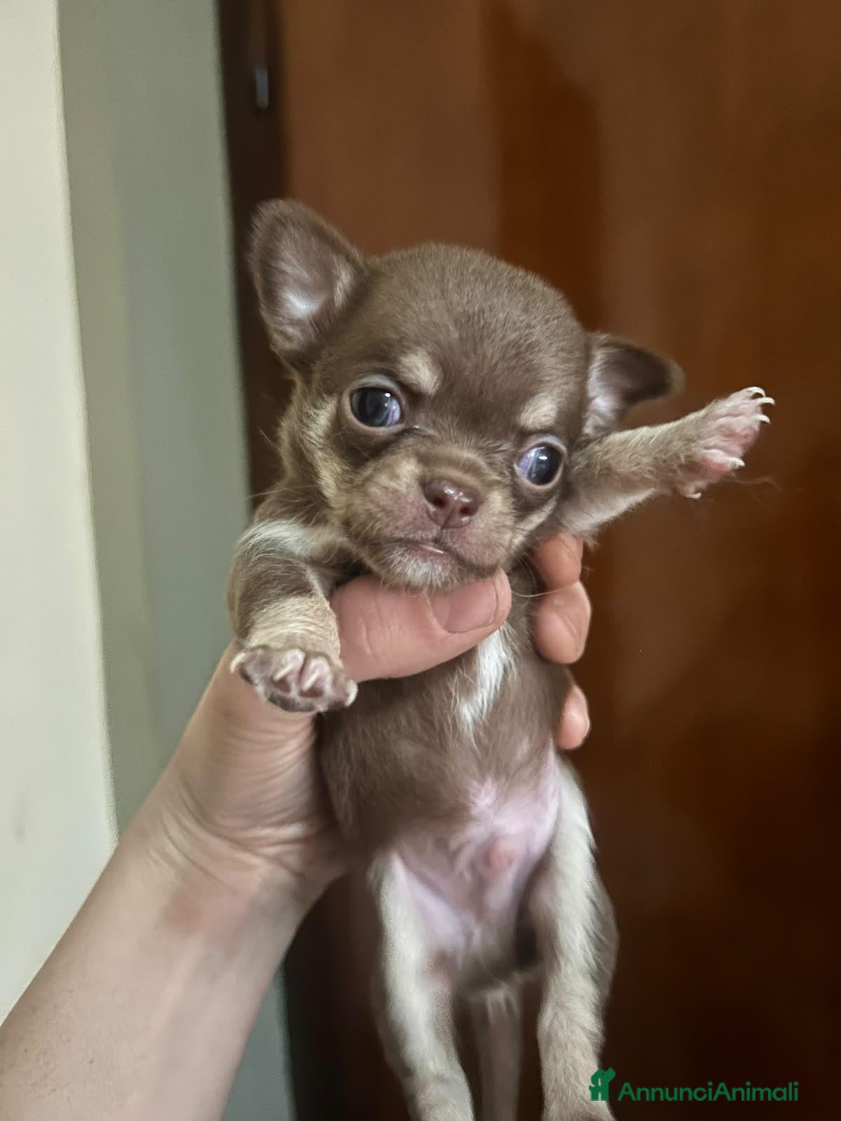 Chihuahua cani in vendita: Chihuahua - Annuncio 1