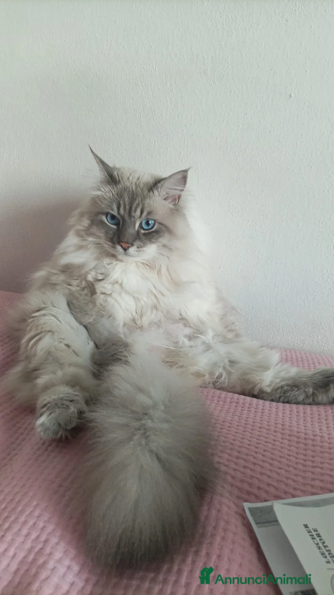 Siberiano gatti in vendita: Siberiano Neva Masquerade Blue Silver Tabby a Provincia di Reggio Emilia - Annuncio 7