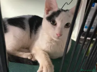 Meticcio gatti IL TENERISSIMO BIANCO - Annuncio 1