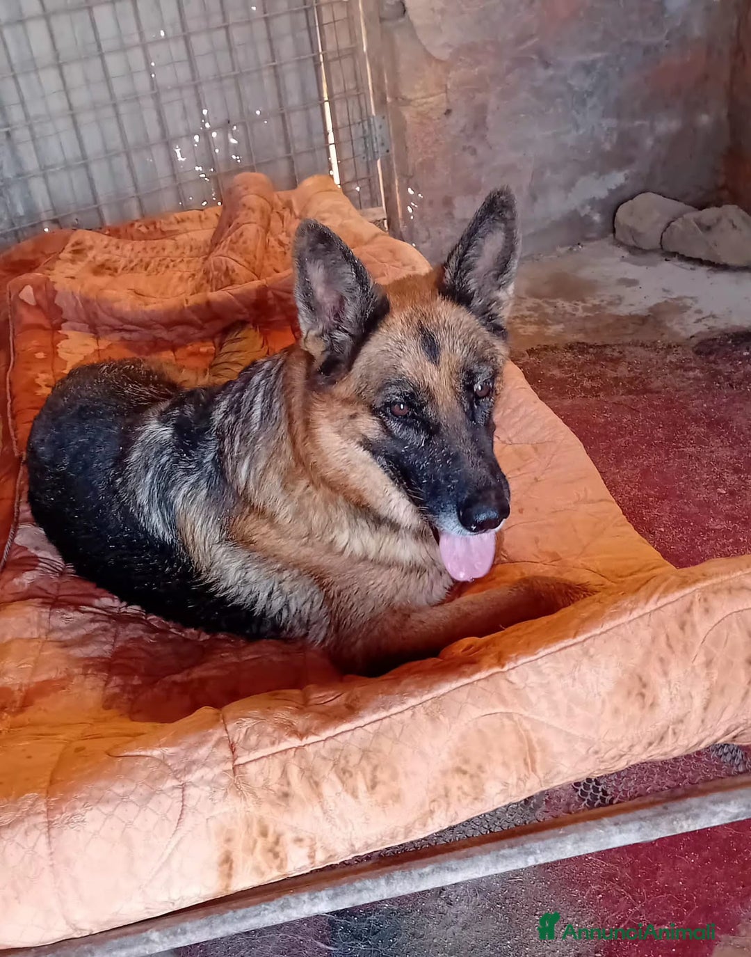 Altre razze cani in regalo: siria  - Annuncio 3