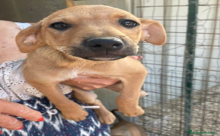 Meticcio cani a Città metropolitana di Roma Capitale - Annuncio 5