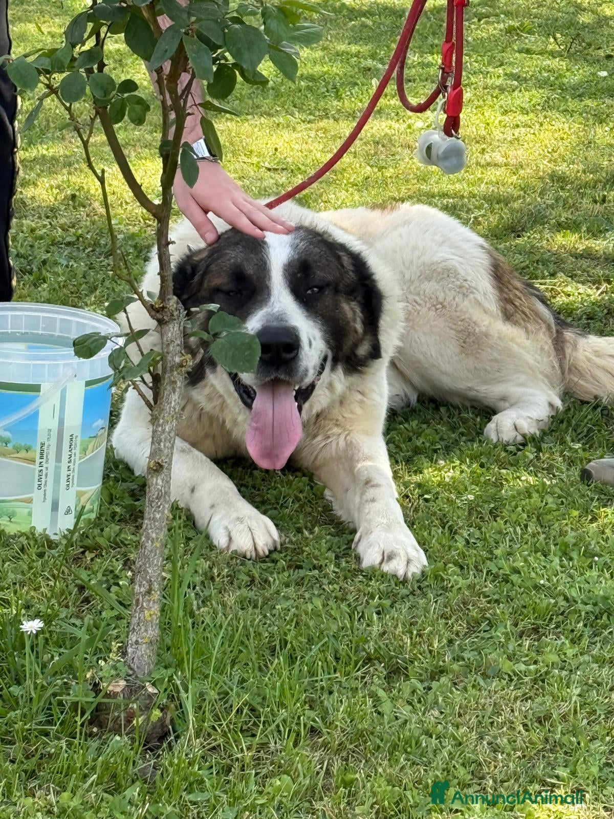 Meticcio cani in regalo: 3anni mix S.Bernardo ignorato,SOS CASA ASTI - Annuncio 1