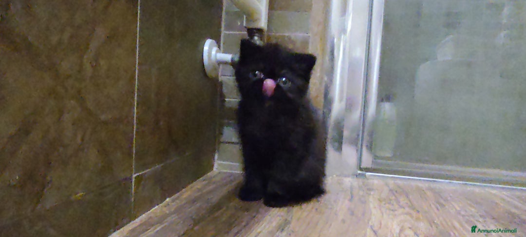 Exotic Shorthair gatti in vendita: Cuccioli Exotic e Persiani - Annuncio 5