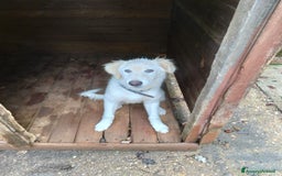 Pastore Maremmano cani in regalo: Splendido diamante! - Immagine 4