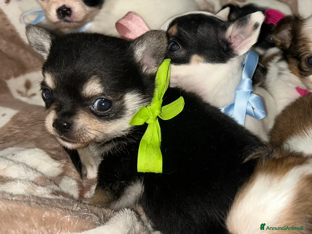 Chihuahua cani in vendita: Chihuahua mini - Annuncio 10