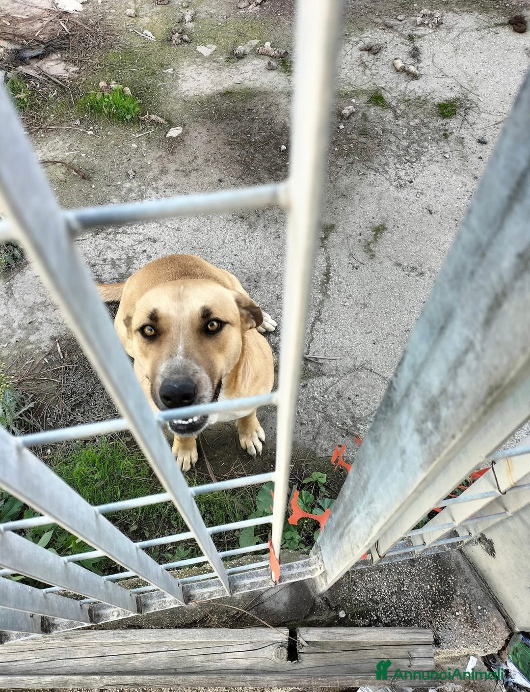 Meticcio cani in regalo: Aria.. la dolcezza fatta cane  - Annuncio 5
