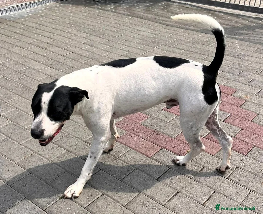 Meticcio cani in regalo: BLACK BELLO E GENTILE - Annuncio 2