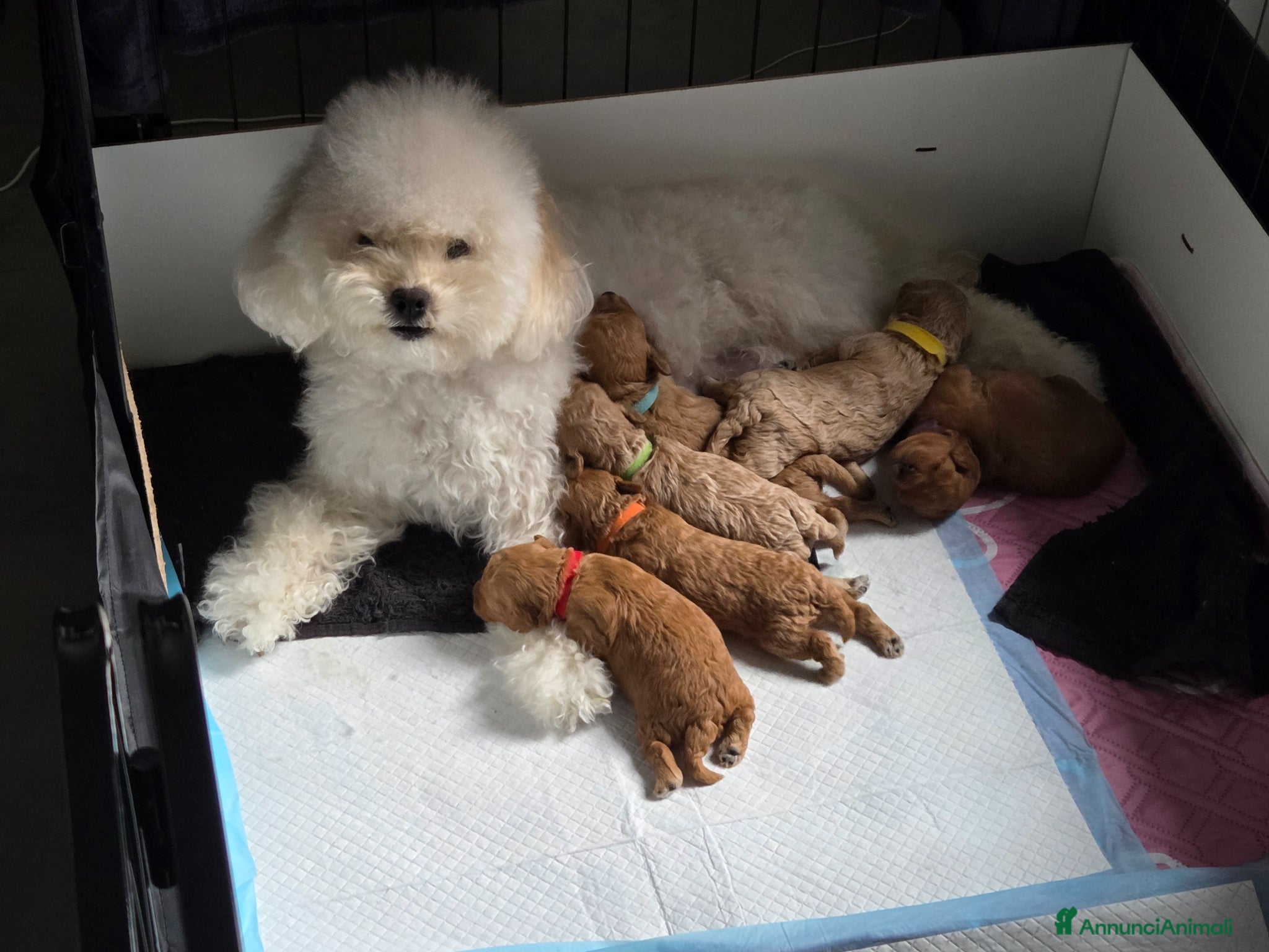 Barboncino Toy cani in vendita: Barboncini toy/nano - Annuncio 1