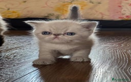 Exotic Shorthair gatti in vendita: CUCCIOLO EXOTIC Blu TabbyPoint-PREZZO INTERESSANTE a Provincia di Verona - Immagine 3