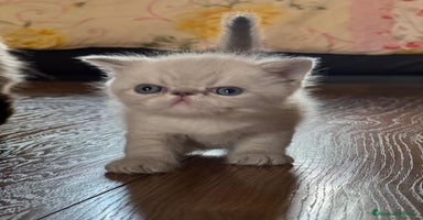 Exotic Shorthair gatti a Provincia di Verona - Annuncio 2