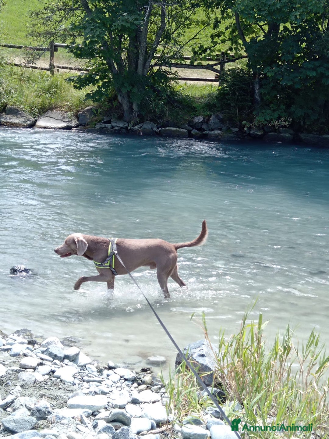 Weimaraner cani per accoppiamento: Weimaraner per accoppiamento  - Annuncio 1