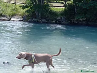 Weimaraner cani Weimaraner per accoppiamento - Annuncio 32