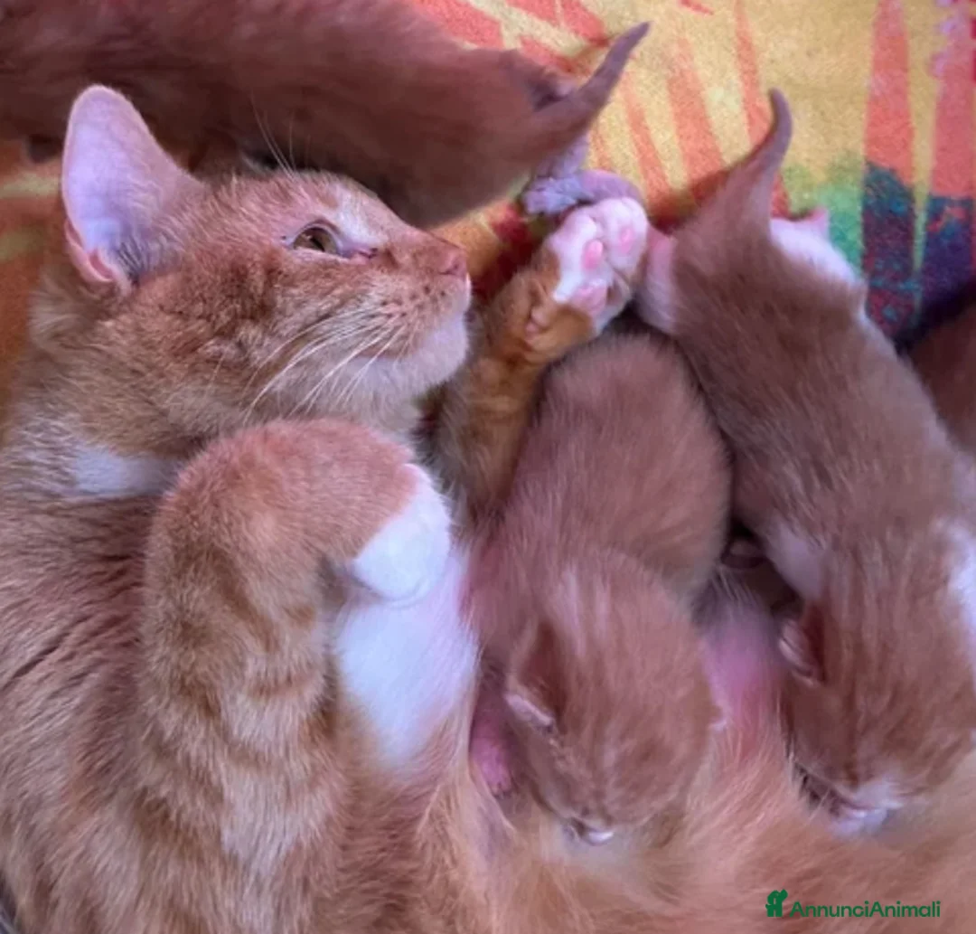 Europeo gatti in regalo: Gattino rosso occhi azzurri  - Annuncio 2