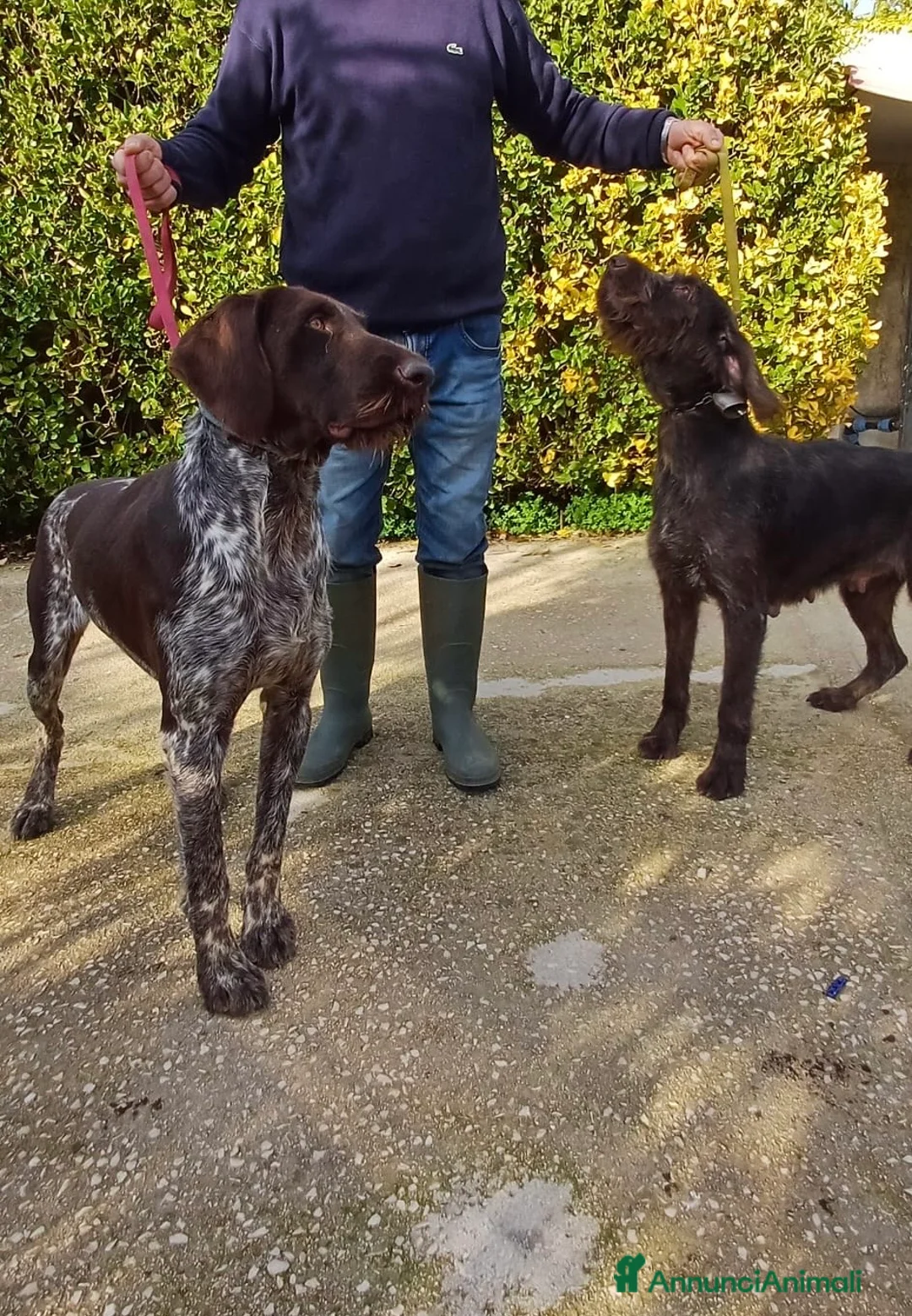 Drahthaar cani in vendita: Cucciola e cucciolone Drahthaar a Provincia di Latina - Annuncio 2