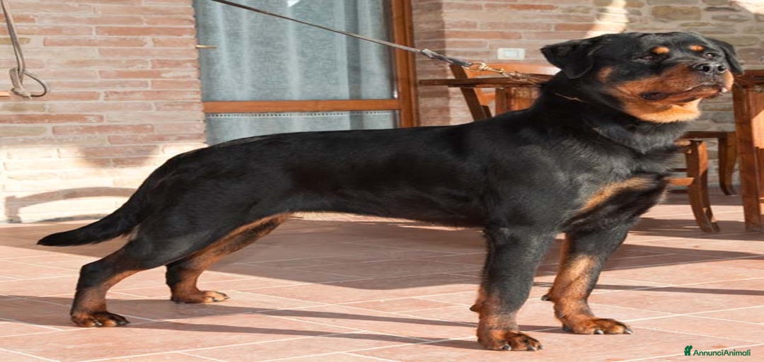 Immagine della galleria {{count}}