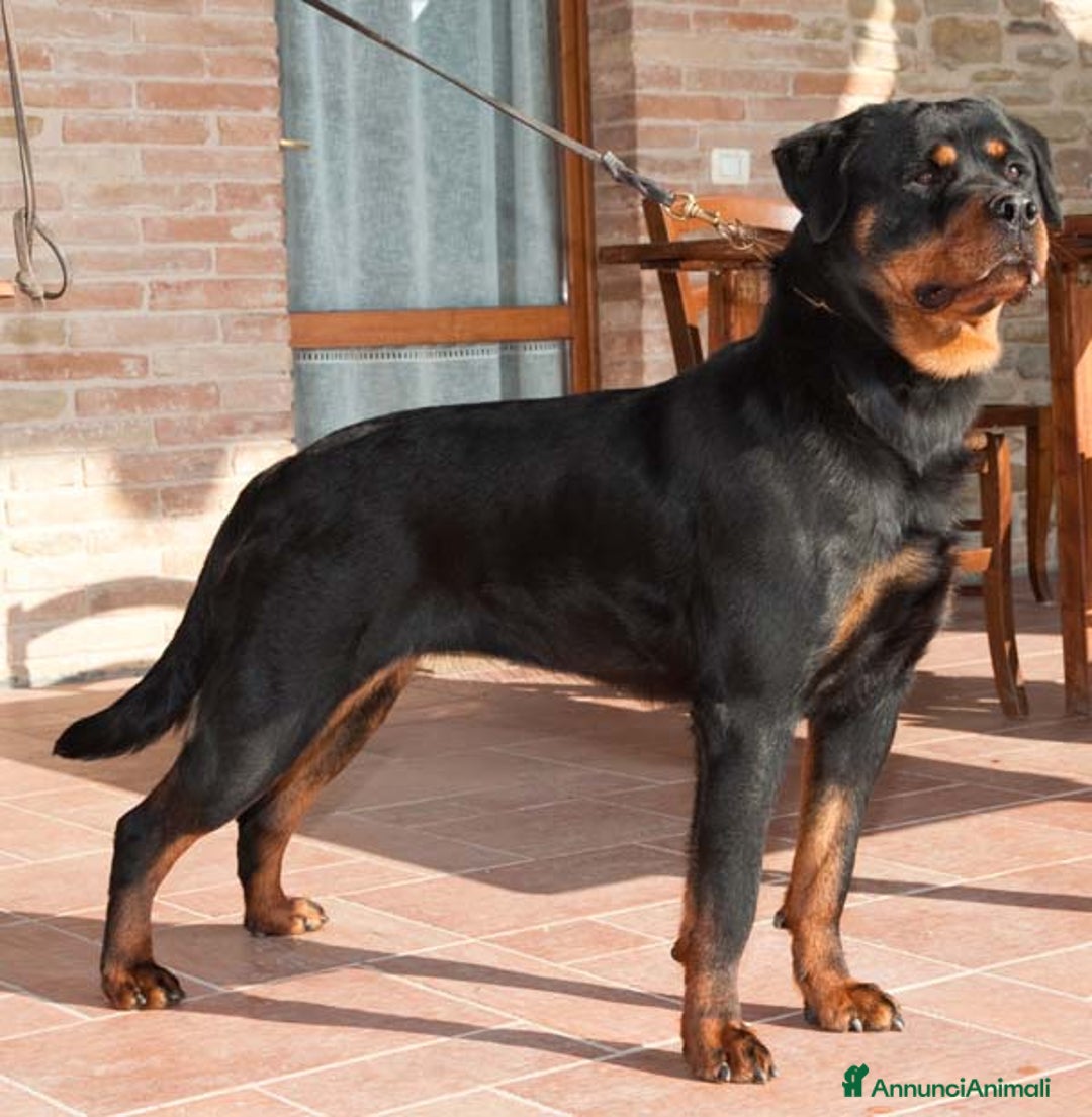 Immagine della galleria {{count}}