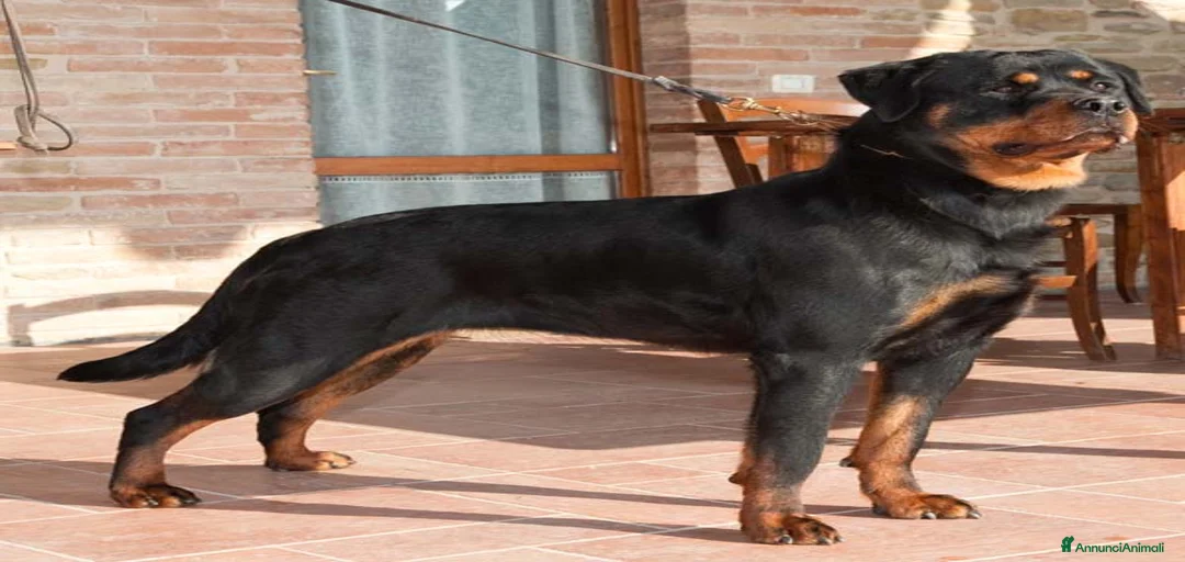 Immagine della galleria {{count}}